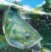 神眼钓手：夏日/Reel Fishing: Days of Summer